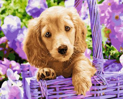 გასაფერადებელი ნომრებით BrushMe GX28413 Puppy in a basket 40*50სმ. ტილო ჩარჩოზე, აკრილის საღებავი, ფუნჯები /ნაკრები/